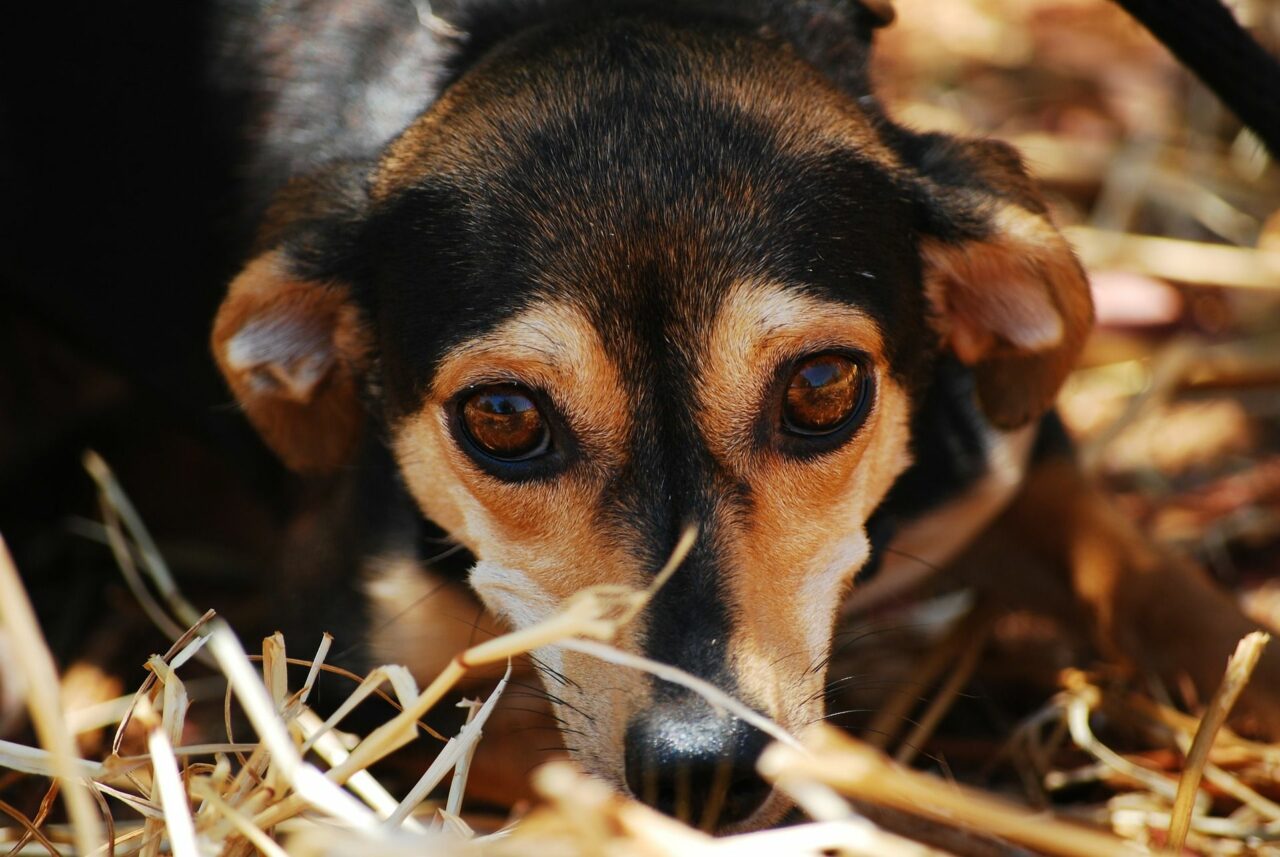 DER ÄNGSTLICHE HUND GUDRUN THALLER